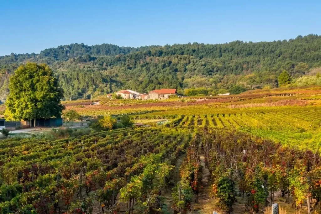 Viñedos del Ribeiro